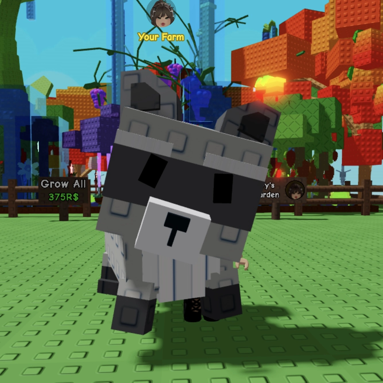 Buy 🦝 Raccoon — GROW A GARDEN 🦝 FAST DELIVERY & TRUSTED for $21.03 ...