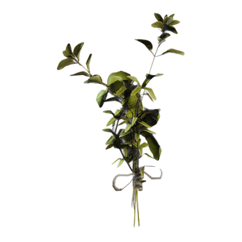 Great Mullein | Fast Delivery
