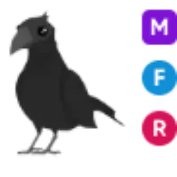 MFR Crow - Legendary - Adopt Me