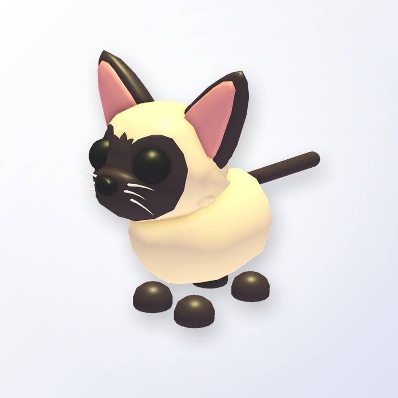 Siamese Cat