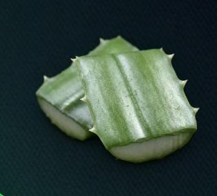 Agave