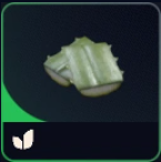 Agave
