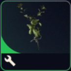 Great Mullein x15