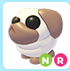 Snowball Pug NR
