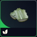 Agave