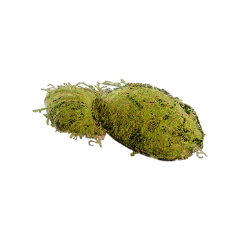 Moss