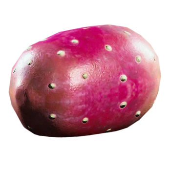 10x Prickly Pear