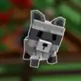 Raccoon🦝