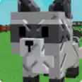 Raccoon