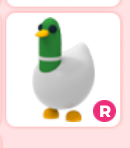 R Silly Duck