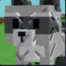 Raccoon