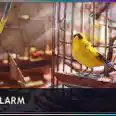 AVIAN ALARM project stage 3 to stage 5 all materials supply. fast delivery
