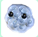 Frogspawn