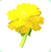 Golden Dandelion | Adopt Me⚡ Fast Delivery ⚡