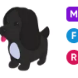 Royal Palace Spaniel • 𝑴𝑭𝑹