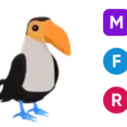 Toucan • 𝑴𝑭𝑹 ⚡ Fast Delivery 🔥 Safe trade 💎