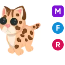 Leopard Cat • 𝑴𝑭𝑹 ⚡ Fast Delivery 🔥 Safe trade 💎