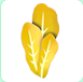 Golden Lettuce | Adopt Me⚡ Fast Delivery ⚡