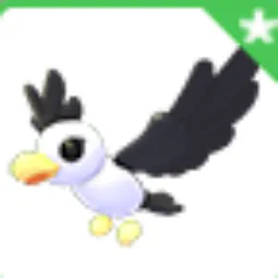 Pilot Gull