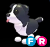 Border Collie ▪️FR🐸Rare🚀Pets⚡24/7 Online🚀