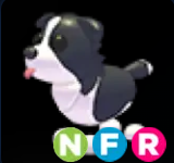 Border Collie ▪️NFR🐸Rare🚀Pets⚡24/7 Online🚀
