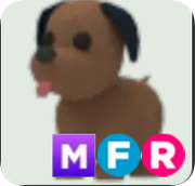 Chocolate Labrador ▪️MFR🐸Uncommon🚀Pets⚡24/7 Online🚀