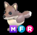 Coyote ▪️MFR🐸Common🚀Pets⚡24/7 Online🚀