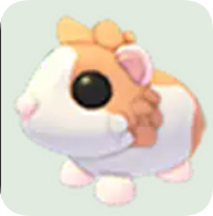Red Dutch Guinea Pig ▪️Common🚀Legendary🚀Pets⚡24/7 Online🚀
