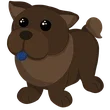 🎯 FR Chocolate Chow-Chow - Pre Teen 🎯