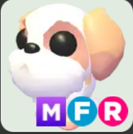 Shih Tzu ▪️MFR🐸Uncommon🚀Pets⚡24/7 Online🚀