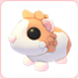 Red Dutch Guinea Pig