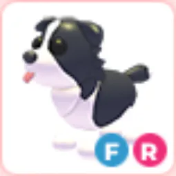 FR Border Collie