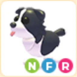 NFR Border Collie