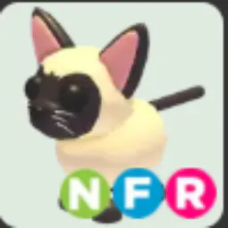 NFR Siamese Cat
