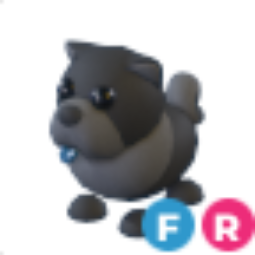 Black Chow-Chow FR