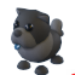 Black Chow-Chow