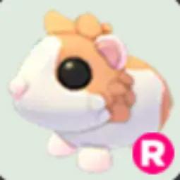 R Red Dutch Guinea Pig
