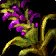 WoW Era - US REALMS - Wildvine - Fast Delivery
