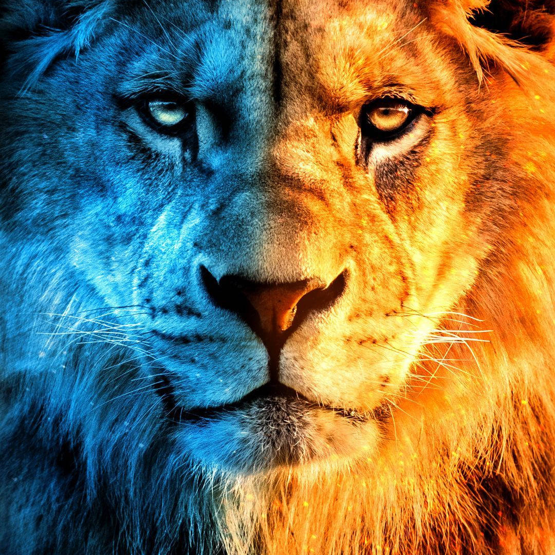 YellowLion