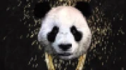 PandaGamingX