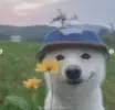 DoggieGaming