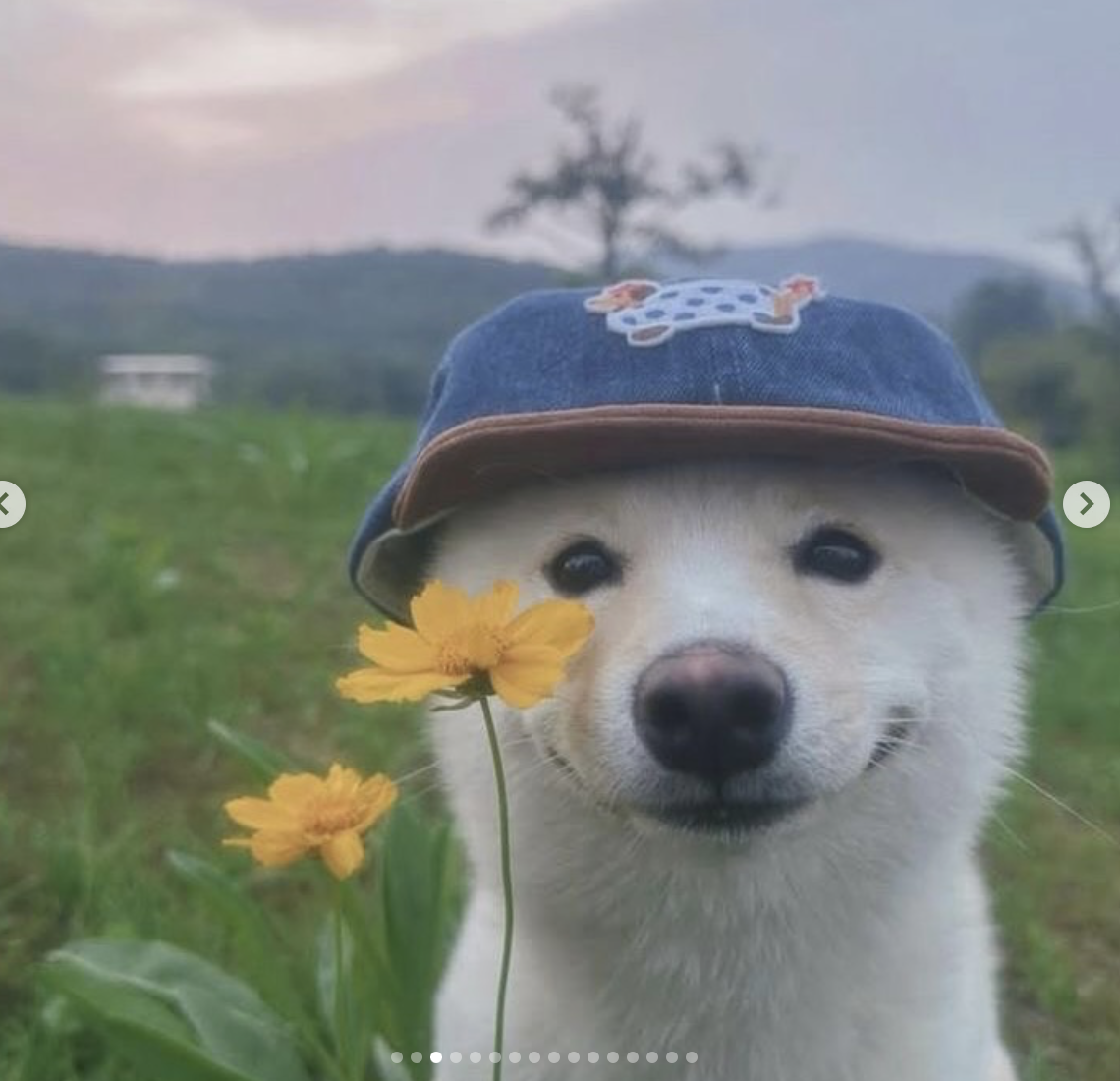 DoggieGaming