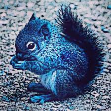 Bluesquirrel
